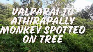 Valparai to Athirappilly  ride - Monkey spotted on the Tree #Abibbykride