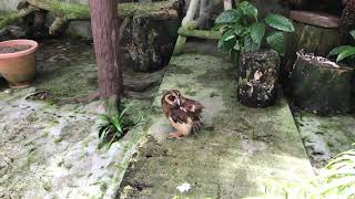 Owl from KL Bird Park