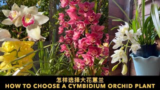 GS-29 怎样选择大花蕙兰 how to choose a Cymbidium orchid plant