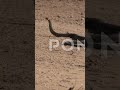 snake slithering away from the camera subscribe and comment