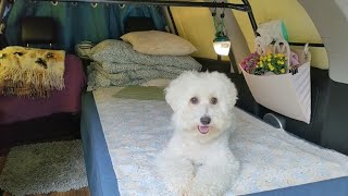 ［24］一人一狗車宿One person one dog car lodging /被自己的狗逗樂了amused by my dog/菇wild mushroom/放鬆療癒