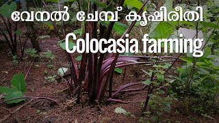 Colocasia Farming- വേനല്‍ ചേമ്പ്‌ കൃഷിരീതി