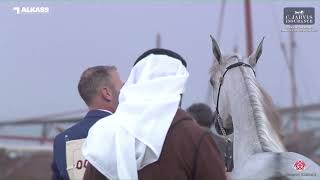 N 9 SABAH AL NASSER   Katara Int  Arabian Peninsula Horse Show 2023   Yearling Fillies Section A Cla