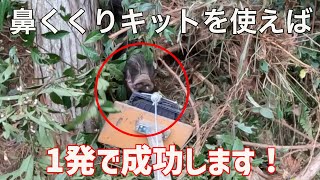 くくり罠で40kgイノシシを捕獲。鼻くくりと電気止め刺しの使い方。