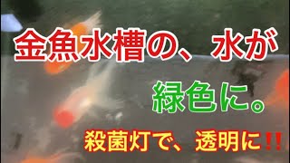 金魚水槽に、殺菌灯をつけてみた‼️