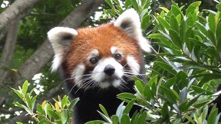 レッサーパンダ　リーファちゃん　木登り上手です　【のんほいパーク】Red panda Leafa-chan Toyohashi Zoo