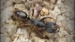 ザ・アンツ（TheAnts）の特級孵化で青品質特化アリのカタヅノハリアリ（Odontoponera transversa）が孵化する瞬間！！当特化アリ保有済みの為、自動的に対応特化アリ残骸に変換。