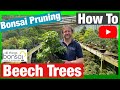 Bonsai Pruning: Beech Trees How To