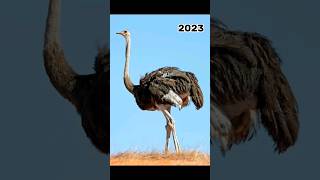 2023 ostrich and 5000bce ostrich|| mythical biology|| #mythology #shorts