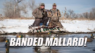 Banded Mallard on the Last Day of Season!