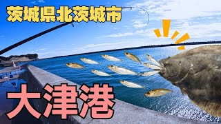 茨城県 大津港 イワシ好調の人気堤防  イワシの泳がせ釣りでヒラメゲット！