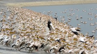 ברוכים הבאים לארוחת דגים - שקנאים  Welcome to Israel - Pelicans