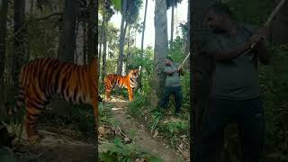 open tiger short video satakosia tiger reserve #youtube#viral#tiger#shorts