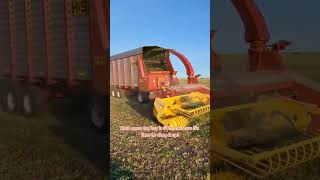 How we fill our silo with alfalfa!! #farmer #agriculture #tractor#farming#dairyfarm#farm#hay