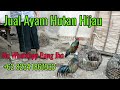 Jual dua ekor Ayam Hutan Hijau LOMBOK super jinak cocok untuk di ternak