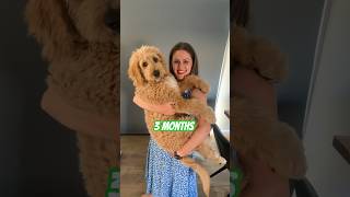 3 Months to 12 Months | Watch Our Bernedoodle Grow Rapidly | This Is A Giant Puppy #shorts #cute