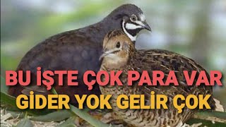 ÇİN BILDIRCIN PAZARI VERİM ve GELİR HESAPLAMA. BU İŞTE PARA VAR MI ?