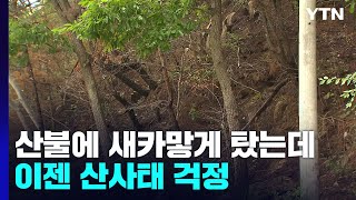 산불에 새카맣게 탔는데...이젠 산사태 걱정 / YTN