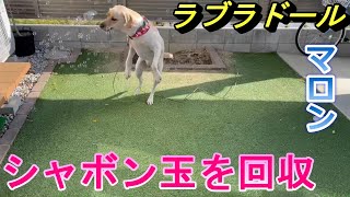 ラブラドールがシャボン玉を回収