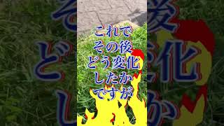 昨年美味しい方だけ残した食用雑草、今年は見事にそれだけになりました。カラスノエンドウ残留で、スズメノエンドウ駆除。