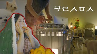 (eng)🎄Winter in Korea with Dogs🎄Korean winter food • winter skincare routine • Korean VLOG