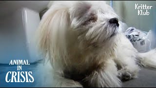 Dog Who Survived From Abuse Forgot How To Love And To Be Loved (Part 2) | Animal in Crisis EP176