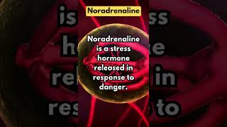 Noradrenaline