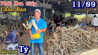 Phôi hoa giấy Mỹ cây siêu to đẹp nhiều dáng nghệ thuật giá bình dân ngày 11/09 ☎ 0939.884.129 Anh Tý