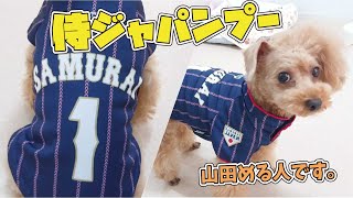 侍ジャパンプー　🐶ひみつきちなう！#1🐶  (チワワ 柴犬 トイプードル ミニチュアダックス ビションフリーゼ マルチーズ)