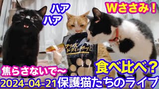 2024ｰ04−21 保護猫たちの「ほっこり猫ライブ」ハッチ＆マック＋黒猫めめ＋がんサバイバーママ Cat live Stream in Japan -Cat Life TV