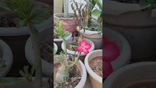 Adenium from my home garden 🏡#trendingshorts #adenium #flowers #nature #beauty #beautiful #blooming