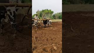 #Hebandibull Hebandi bullocks plowing the land