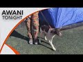 AWANI Tonight: K9’s Dentie, Frankie hard at work in Turkiye SAR mission