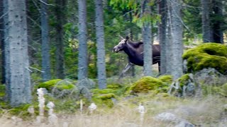 MOOSE HUNTING – \