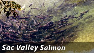 It's Not Easy Being a Salmon In the Central Valley