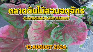 ตลาดต้นไม้สวนจตุจักร EP.2 CHATUCHAK PLANT MARKET EP.2  | 13/08/2567