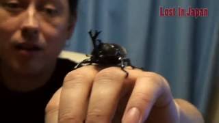 Lost In Japan: Kabutomushi 甲虫 (Rhinoceros Beetle)