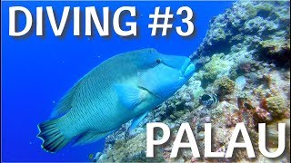 Palau | Diving #3 | Blue Corner | Micronesia