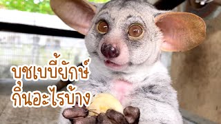 ให้อาหารบุชเบบี้ยักษ์ (Greater Bushbaby) ลิงจากแอฟริกา