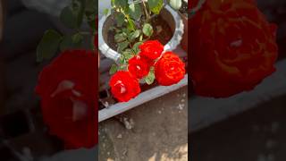 So beautiful roses #rose #terracegardens #viralvideo #viralreels #viralshorts #video