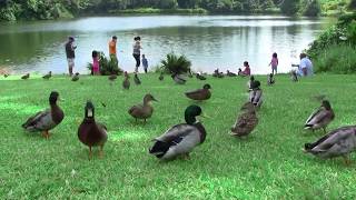 【ワロタ】カモのパン食い競争　ホオマルヒアボタニカルガーデン, duck bread race Ho'omaluhia Botanical Garden , lol