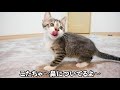 子猫に初めて目薬をさしてみた結果。【保護猫】