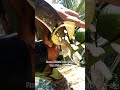 quality nectar coconut wine making highlights no.5 coconutdrink