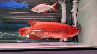 PT Arowana Pro Shop - พาชมปลาแดงสวยและทองมาเลย์เผือกตาแดง