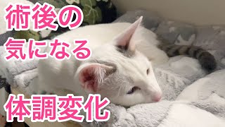 【避妊手術】猫 4姉妹 避妊手術後のちょっと気になる体調の変化