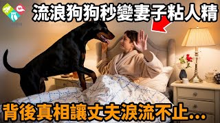 流浪狗狗收養後秒變粘人精，整日跟著女主人不肯分開，背後原因讓丈夫淚流不止...