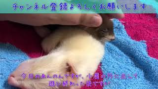 あん＊のん  今日は初お出かけしました。【フェレット】