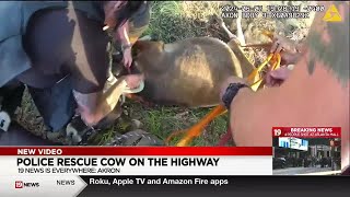 Akron officers chase loose cow on highway