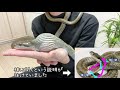 卵を食べるかわいいアオダイショウ 3とq u0026a【蛇の捕食】♦️ egg eating rat snake and q u0026 a