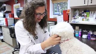 Pet Wellness Exams Help Keep Your Pet Healthy